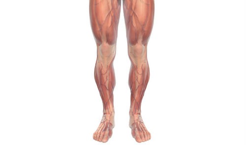musculos de las piernas