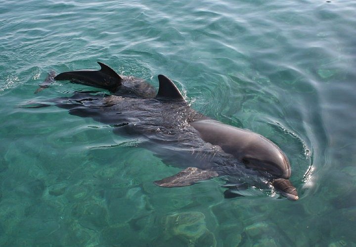 Disfruta de unas vacaciones en Los Cabos: el paraíso para ver delfines