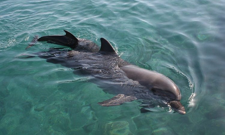 Disfruta de unas vacaciones en Los Cabos: el paraíso para ver delfines
