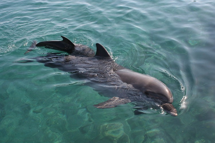 Disfruta de unas vacaciones en Los Cabos: el paraíso para ver delfines