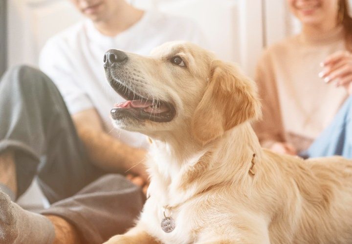 Un 5% de las viviendas que se alquilan en el país permiten animales, según Fotocasa