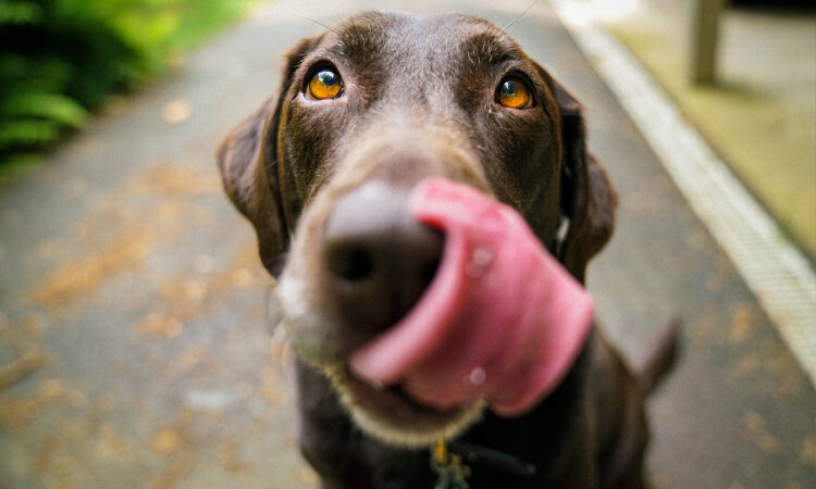 ¿Cuánto cuesta castrar a un perro?