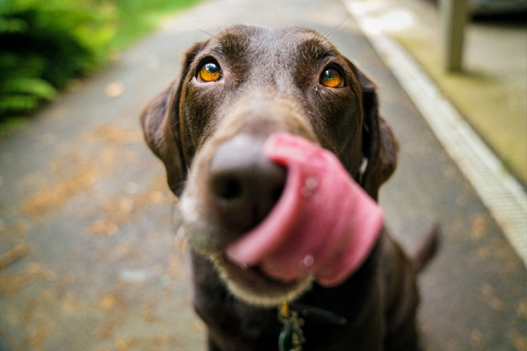 ¿Cuánto cuesta castrar a un perro?