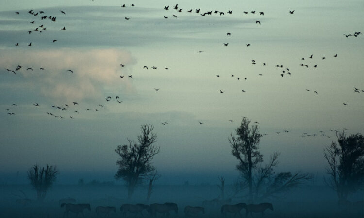 ¿Los pájaros saben volver a casa?