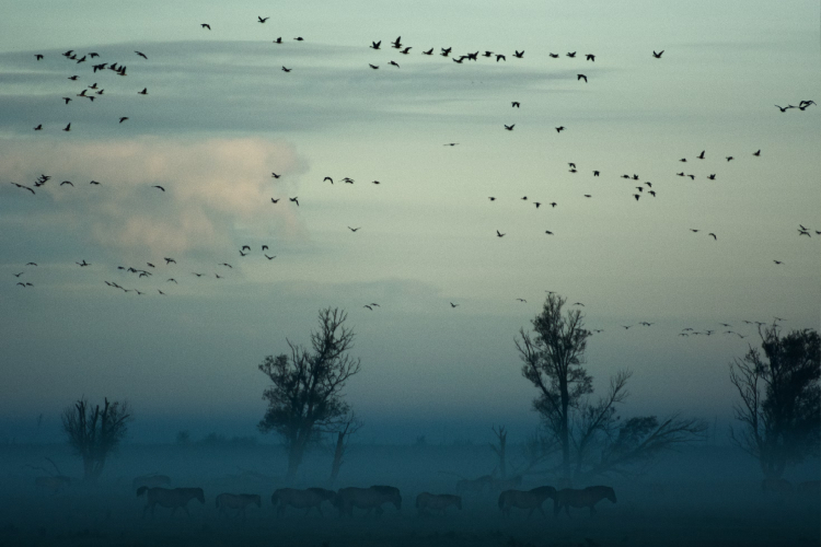 ¿Los pájaros saben volver a casa?